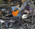 Taller aves de papel