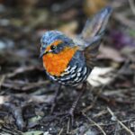 Taller aves de papel