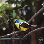 Taller aves de papel - Imagen 5