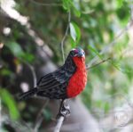 Taller aves de papel - Imagen 7