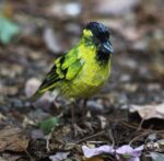 Taller aves de papel - Imagen 3
